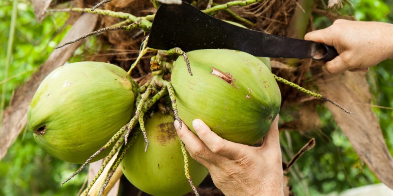 green fresh coconut peeling picture id505065330